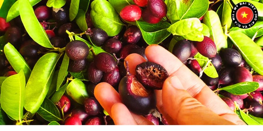 Những ai nên hạn chế sử dụng quả siro?