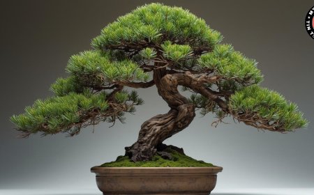 Cây Tùng Bồng Lai là gì? Công dụng, giá bán và lưu ý khi trồng