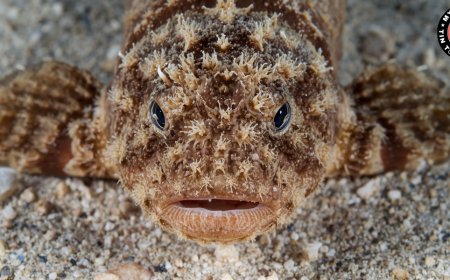 Cá Mặt Quỷ – Loài Cá Độc Nhất Đại Dương Và Sự Thật Ít Người Biết