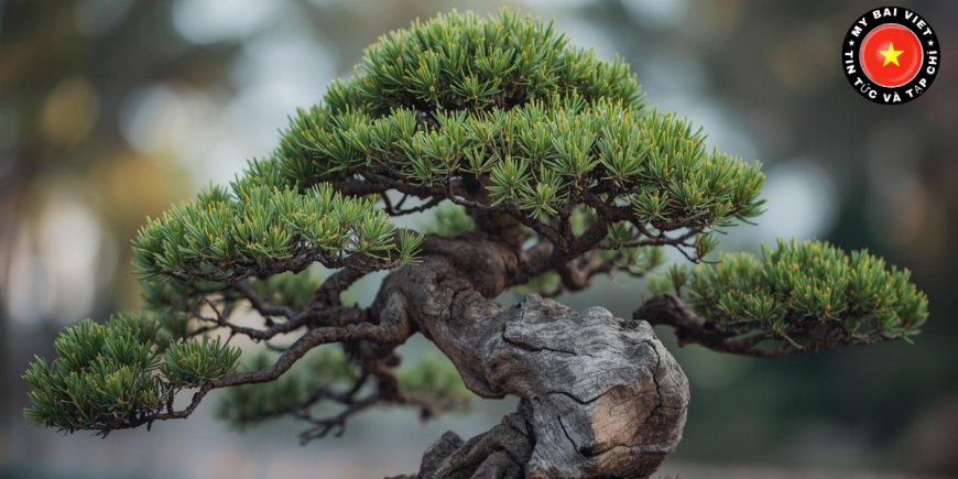 Công dụng của cây tùng bồng lai trong đời sống