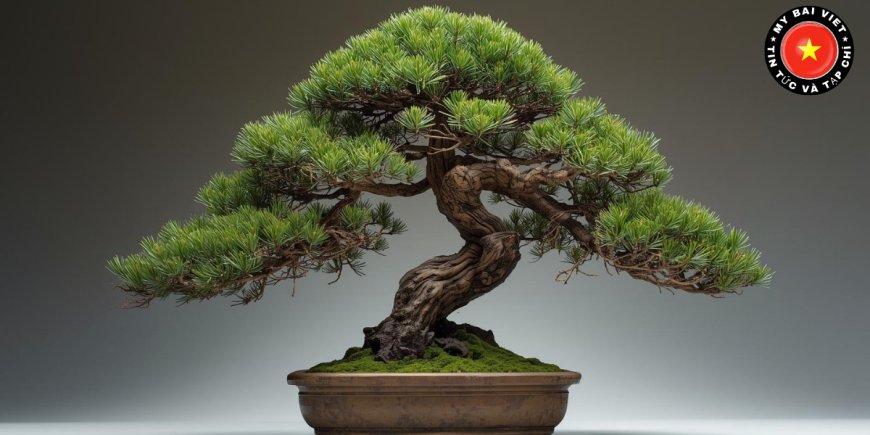 Cây Tùng Bồng Lai là gì? Công dụng, giá bán và lưu ý khi trồng