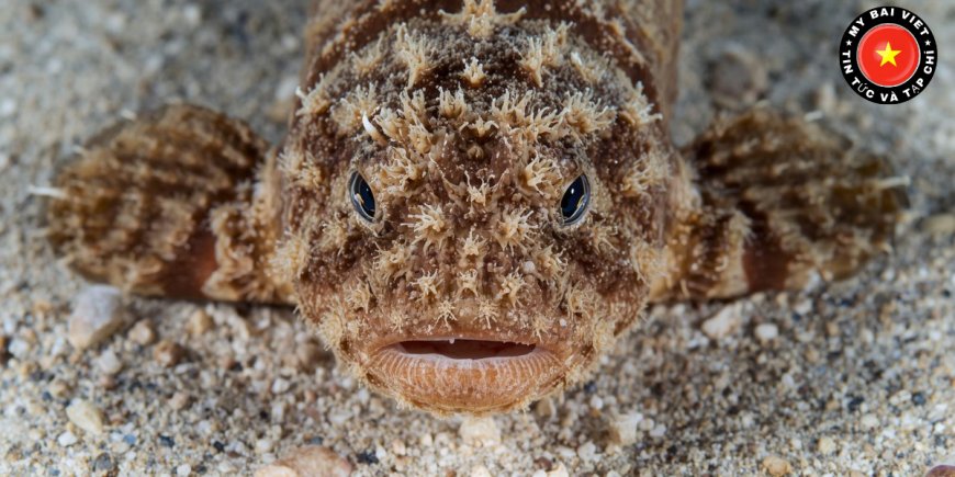 Cá Mặt Quỷ – Loài Cá Độc Nhất Đại Dương Và Sự Thật Ít Người Biết